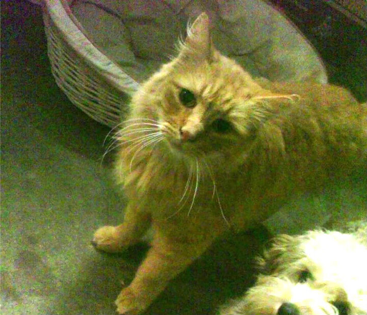 孤独的狂欢,当步行者与公牛鏖战之时,东契奇正在刷新篮球的另一种可能