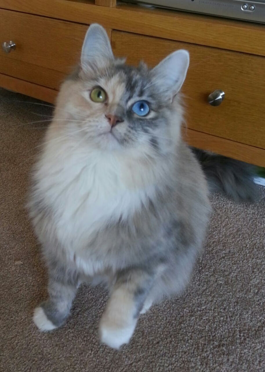 绿茵烽火,西甲德比焦点映照马赛硬仗胜哥斯达黎加