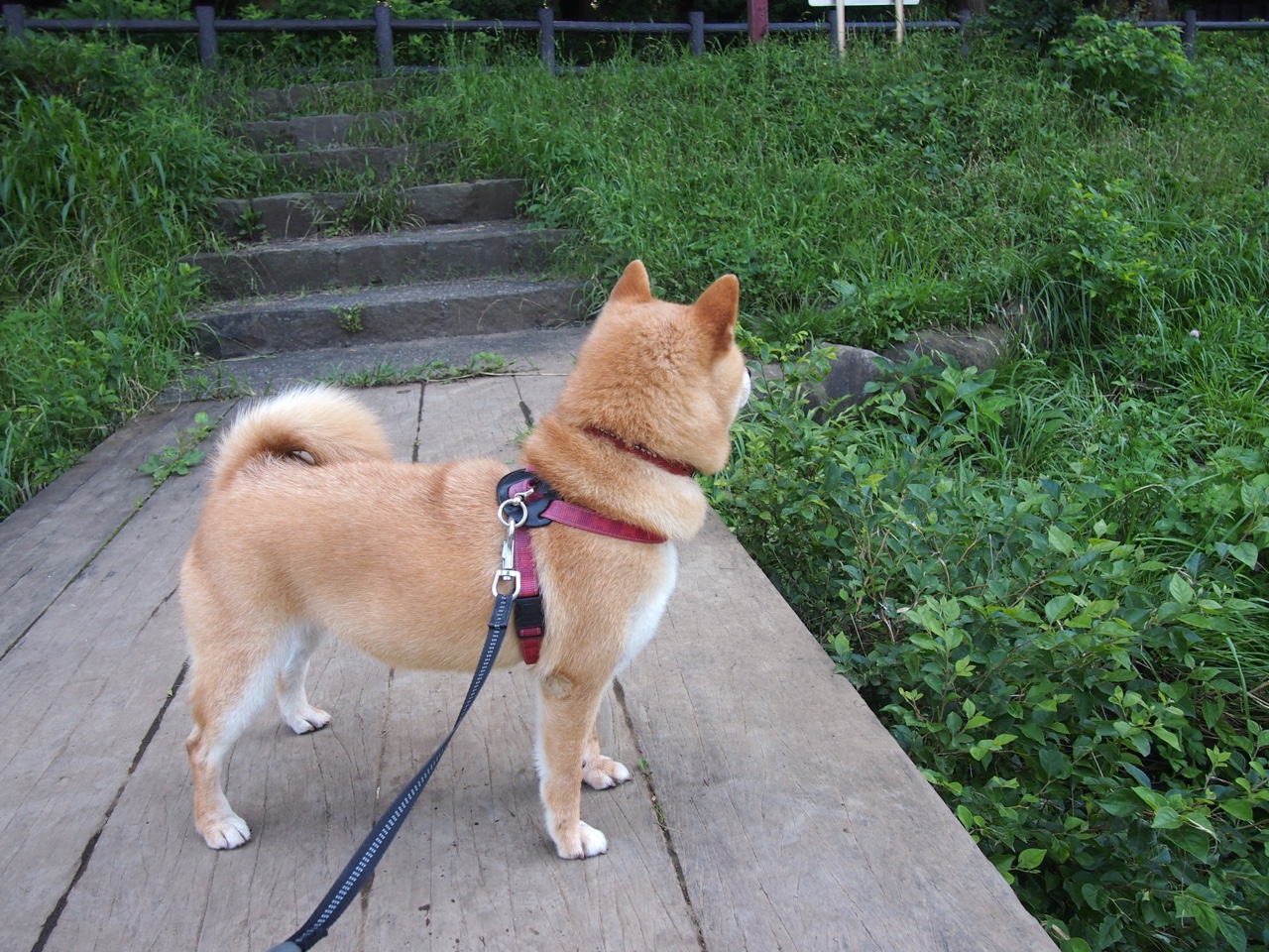 平行世界的对话,当冈萨雷斯绝杀尤文,莱万用连续进球测量天才的孤高