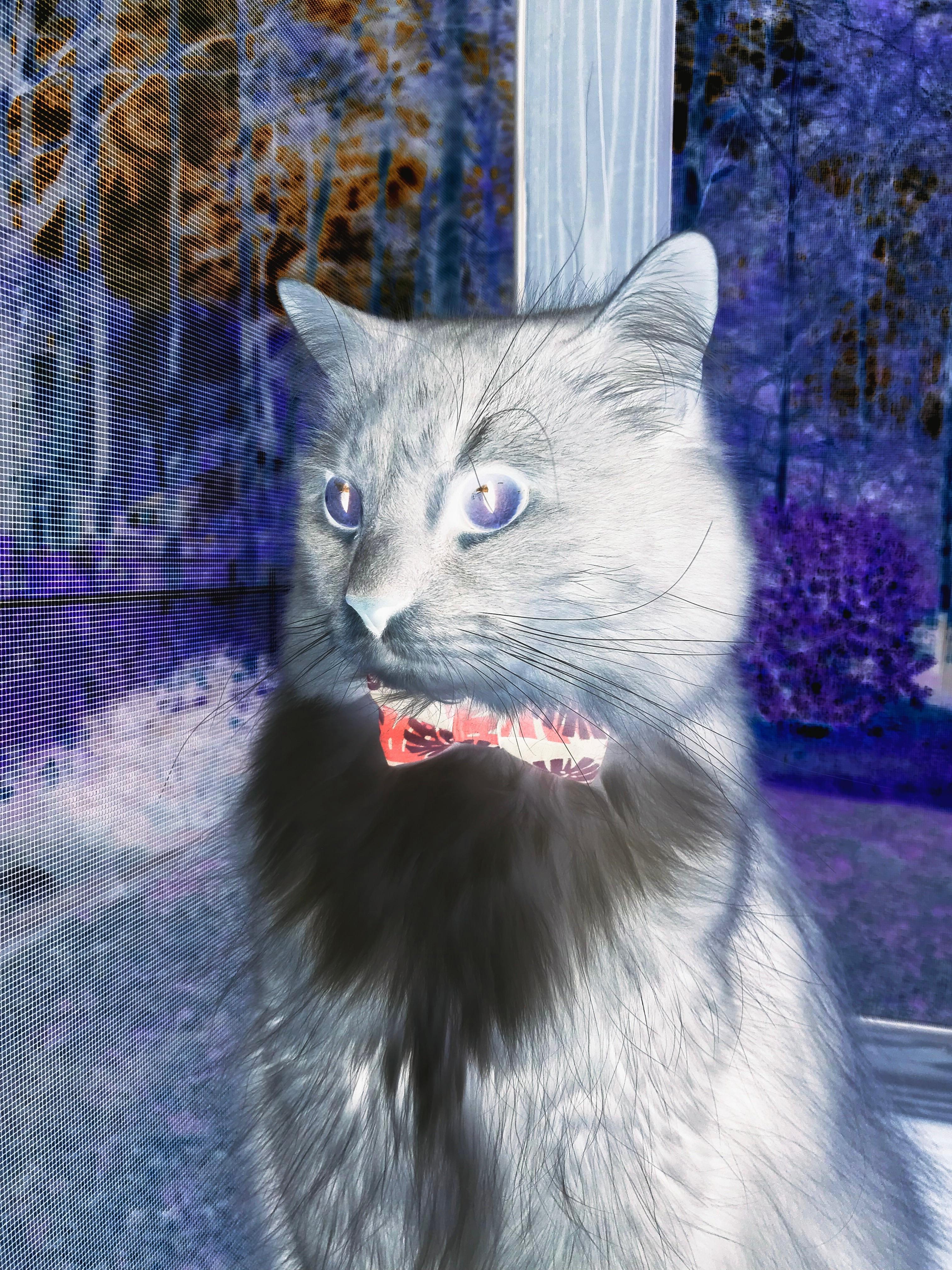 舞台中央的火焰,当弗拉霍维奇式基因,注入瑞典弑神皇马的冷血神话