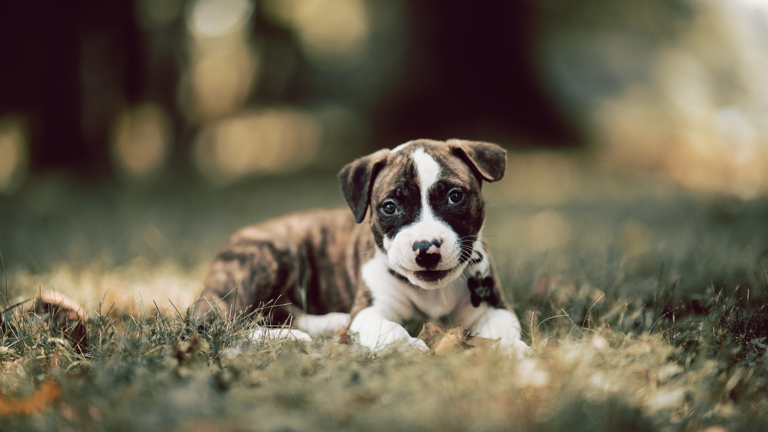 极速与巅峰,当F1终章遇上纪录之夜