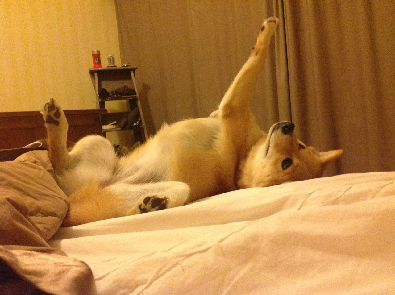 破晓之声，加克波的生涯之夜，如何从郁金香丛中惊世绽放？