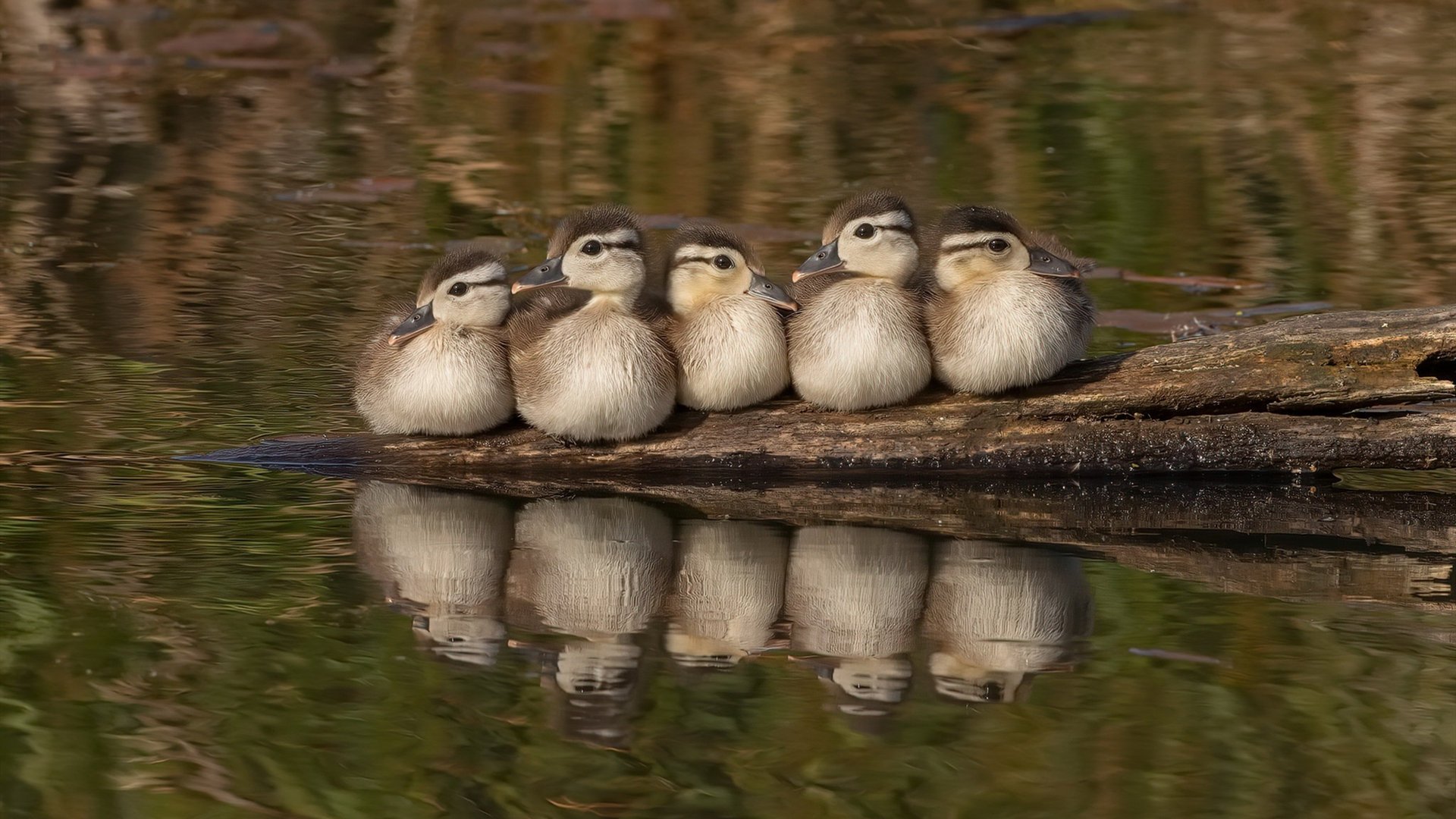 绿茵场上的约基奇时刻，英超争冠夜的战术大脑与统治力