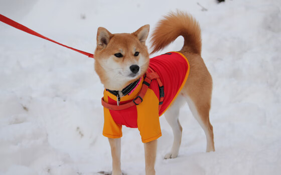 开云体育平台APP-胜者的孤独，武切维奇如火如荼，掘金悄然改写冠军标准