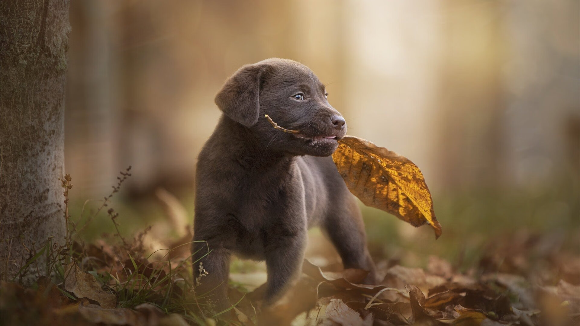开云体育APP下载-密尔沃基迷雾，当金州勇士在西部决赛的悬崖边，看见了一头东方雄鹿的幻影