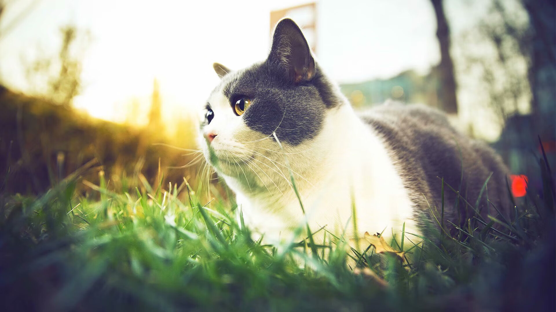 开云体育登录-双星映夜，雄鹿终局绝杀与莫兰特的王者时刻