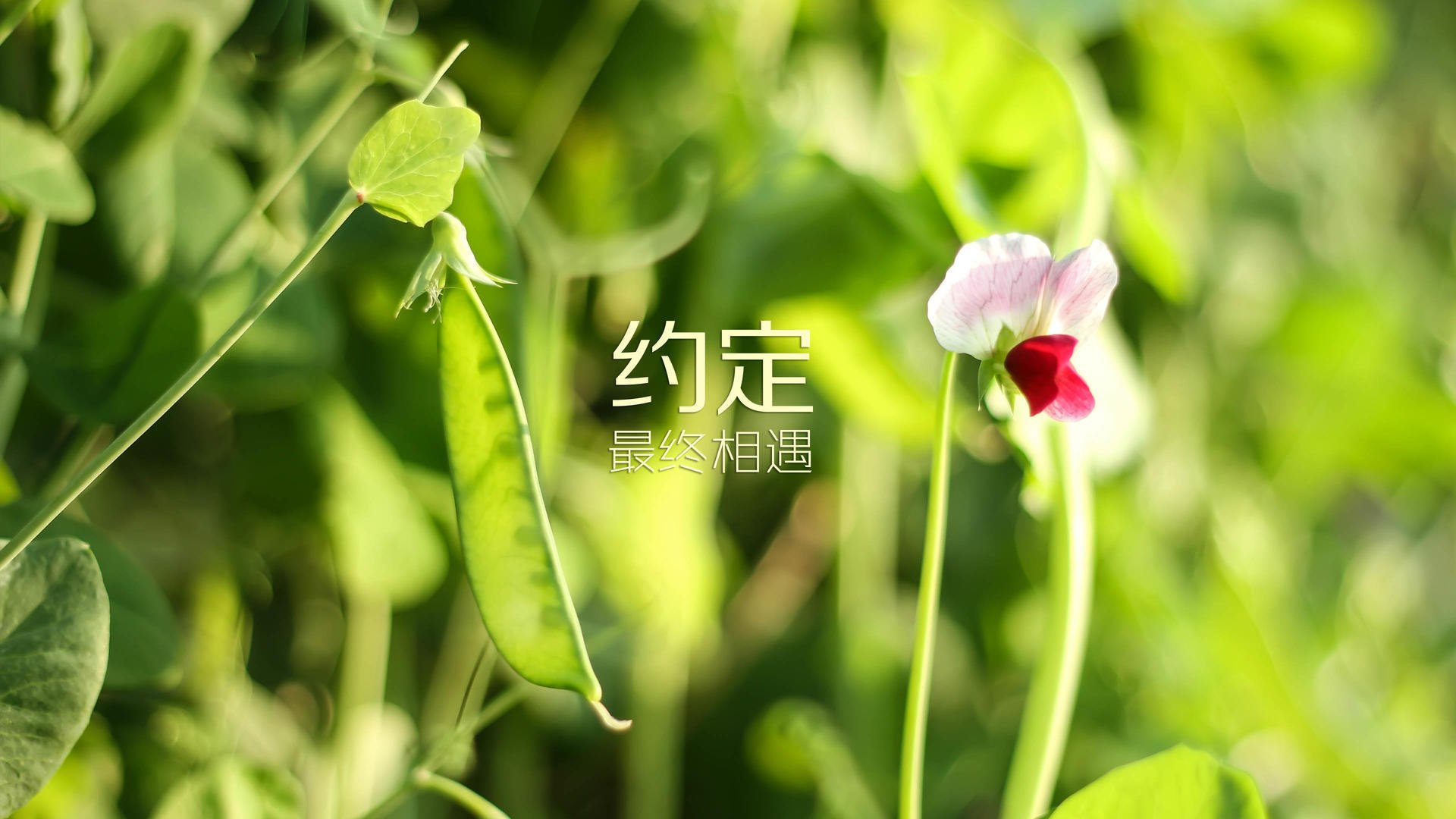 归化战神，孙兴慜导演2026世界杯惊天逆转，墨西哥从绝境中撕裂乌拉圭
