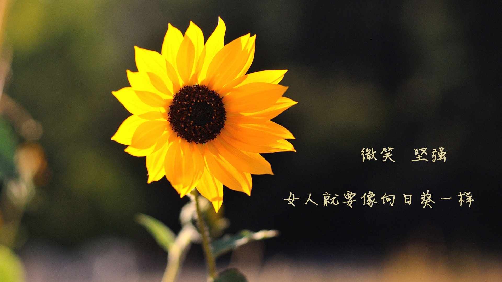 开云体育中国-唯一的神迹，2026世界杯H组，法国碾压意大利，努涅斯一击定乾坤